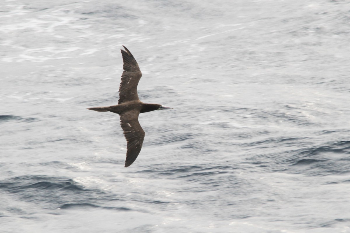 Brown Booby - ML609111356
