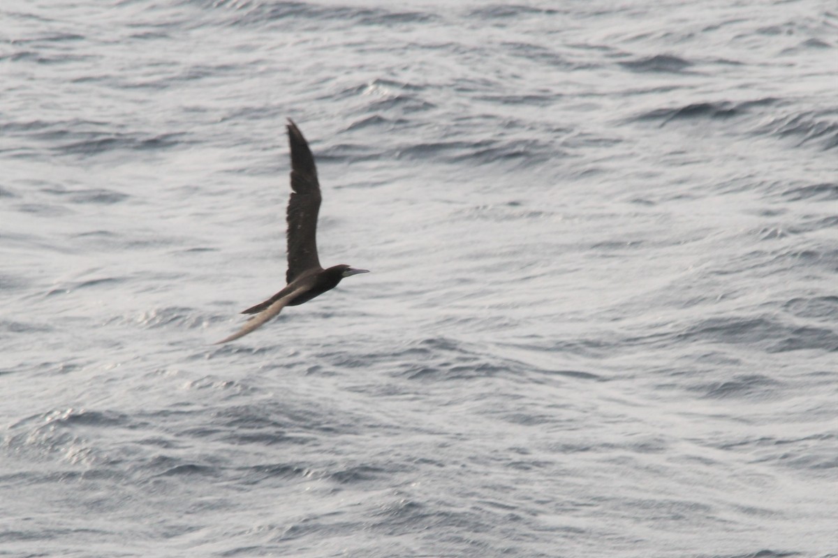 Brown Booby - ML609111361