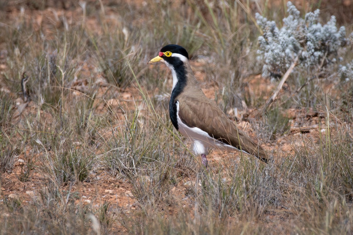 Avefría Tricolor - ML609111365