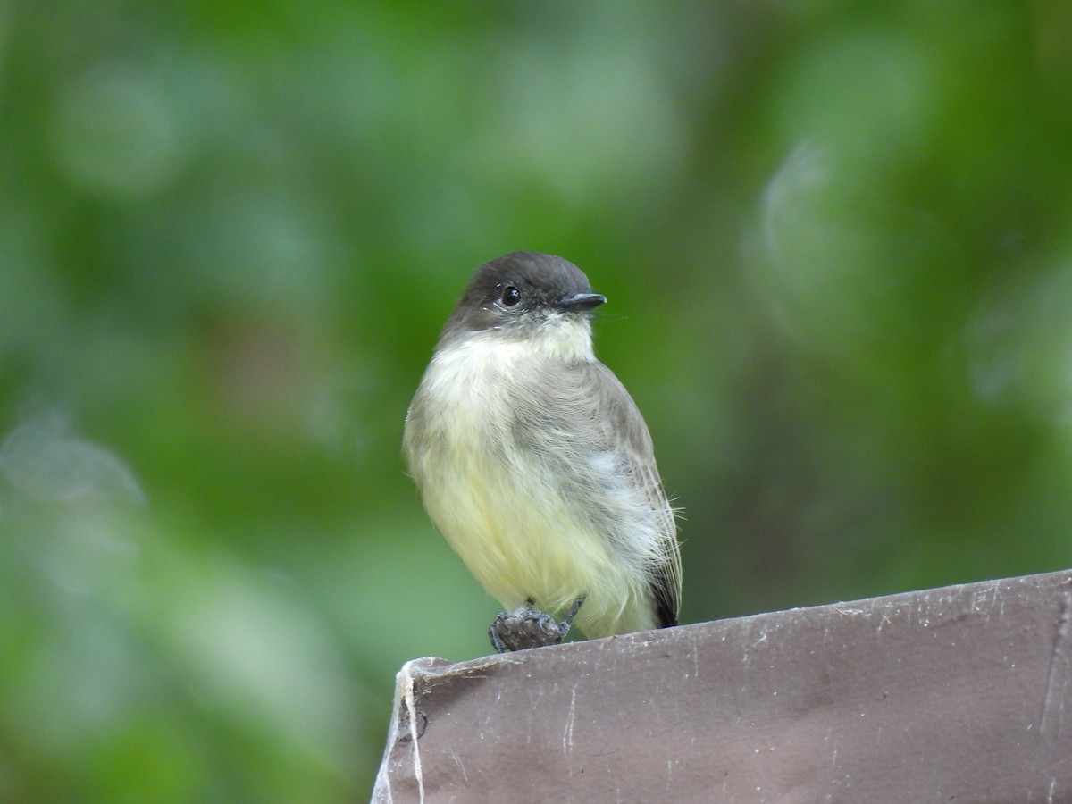 Eastern Phoebe - Diane Bricmont