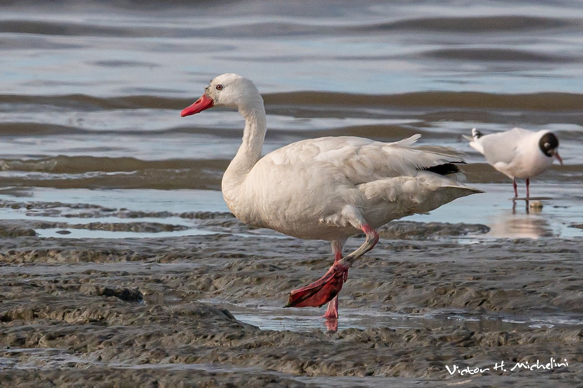 Coscoroba Swan - Victor Hugo Michelini