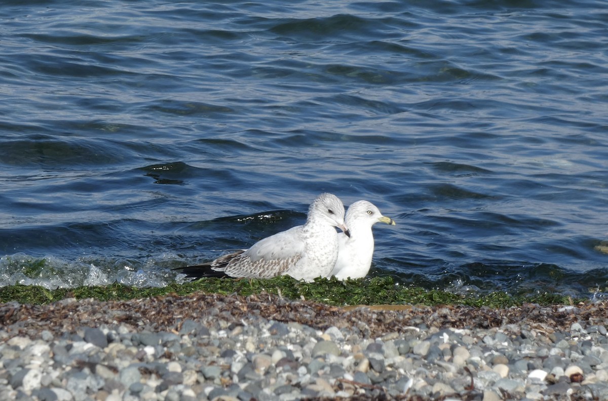 Ring-billed Gull - ML609111415