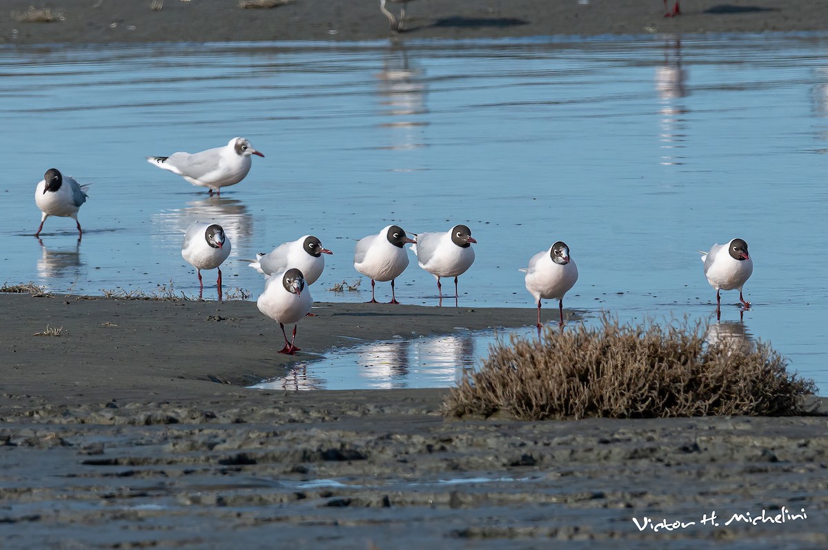 Brown-hooded Gull - Victor Hugo Michelini