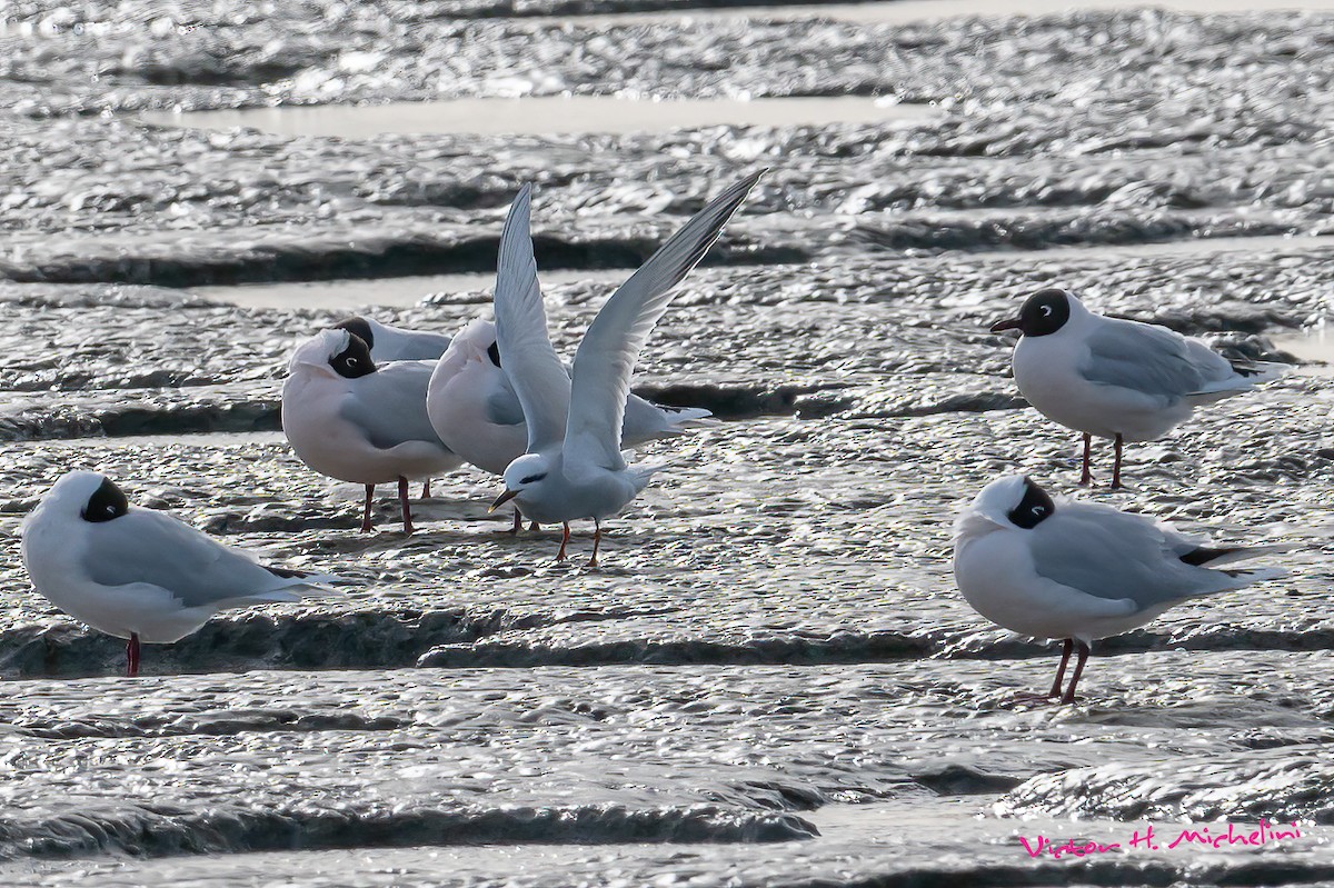 Snowy-crowned Tern - ML609111425