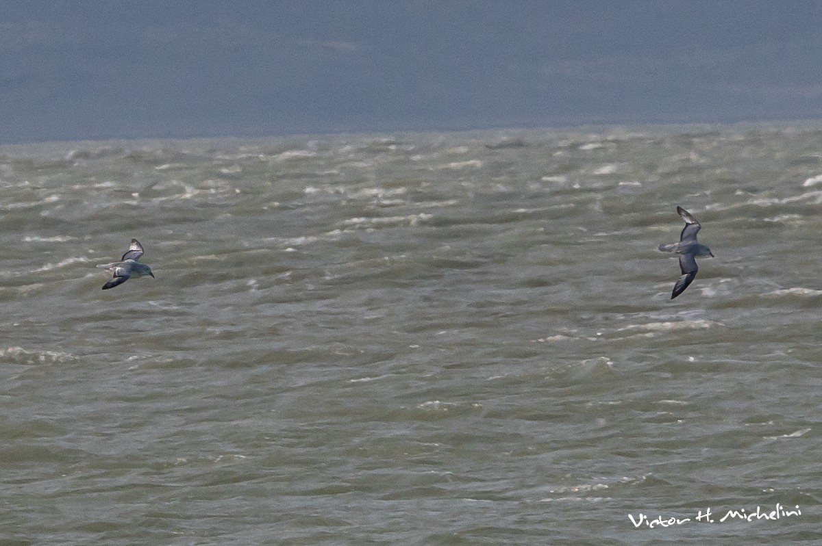 Fulmar argenté - ML609111430