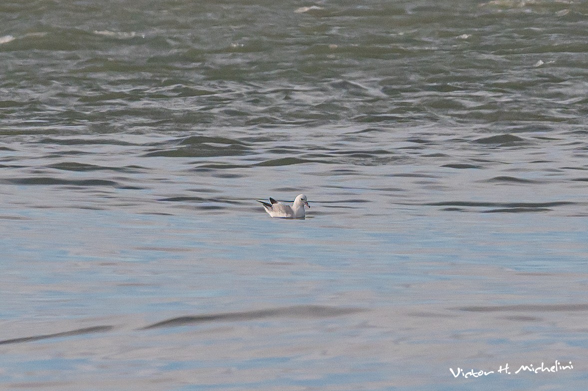 Southern Fulmar - Victor Hugo Michelini