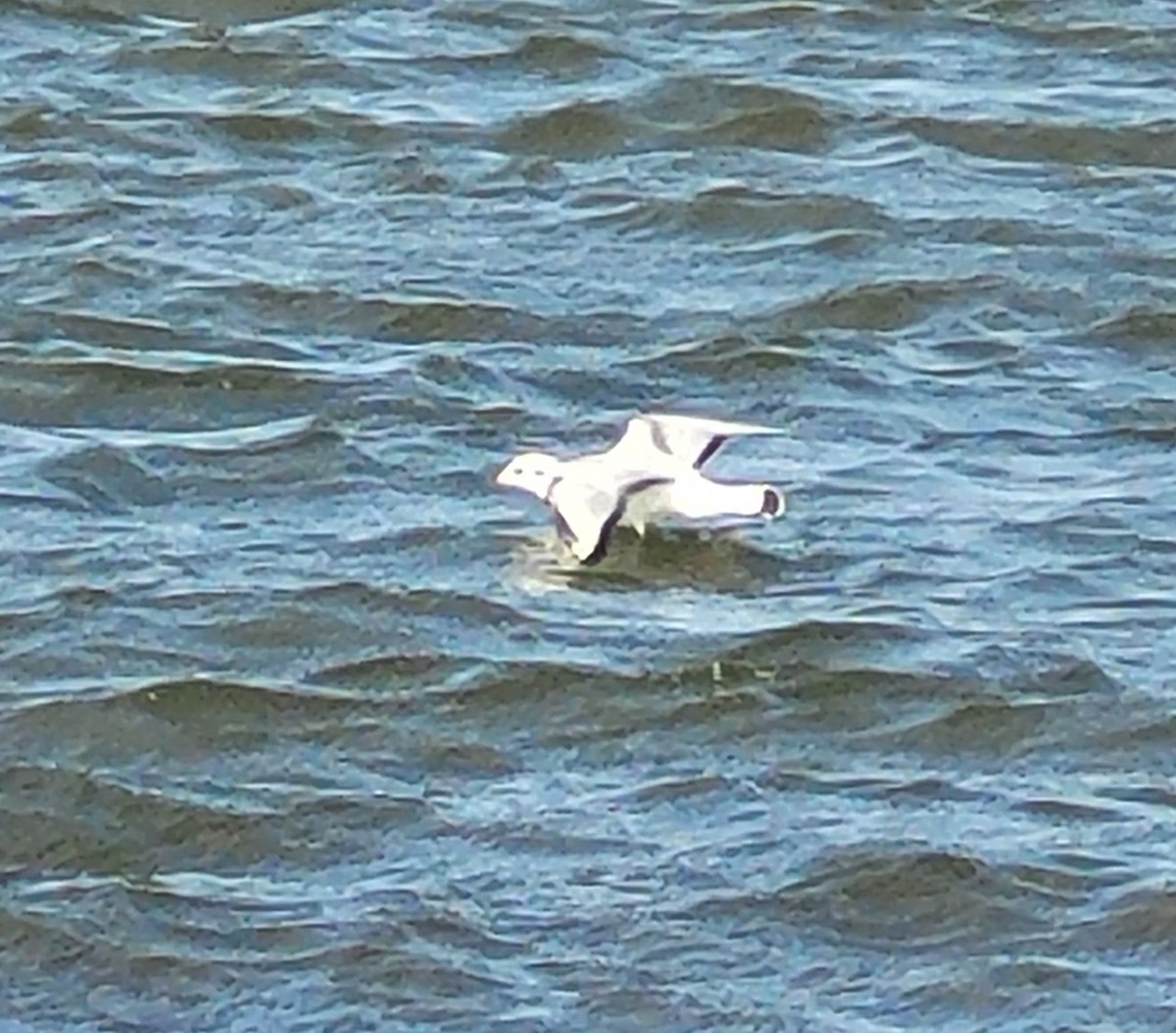 Bonaparte's Gull - Angela Granchelli