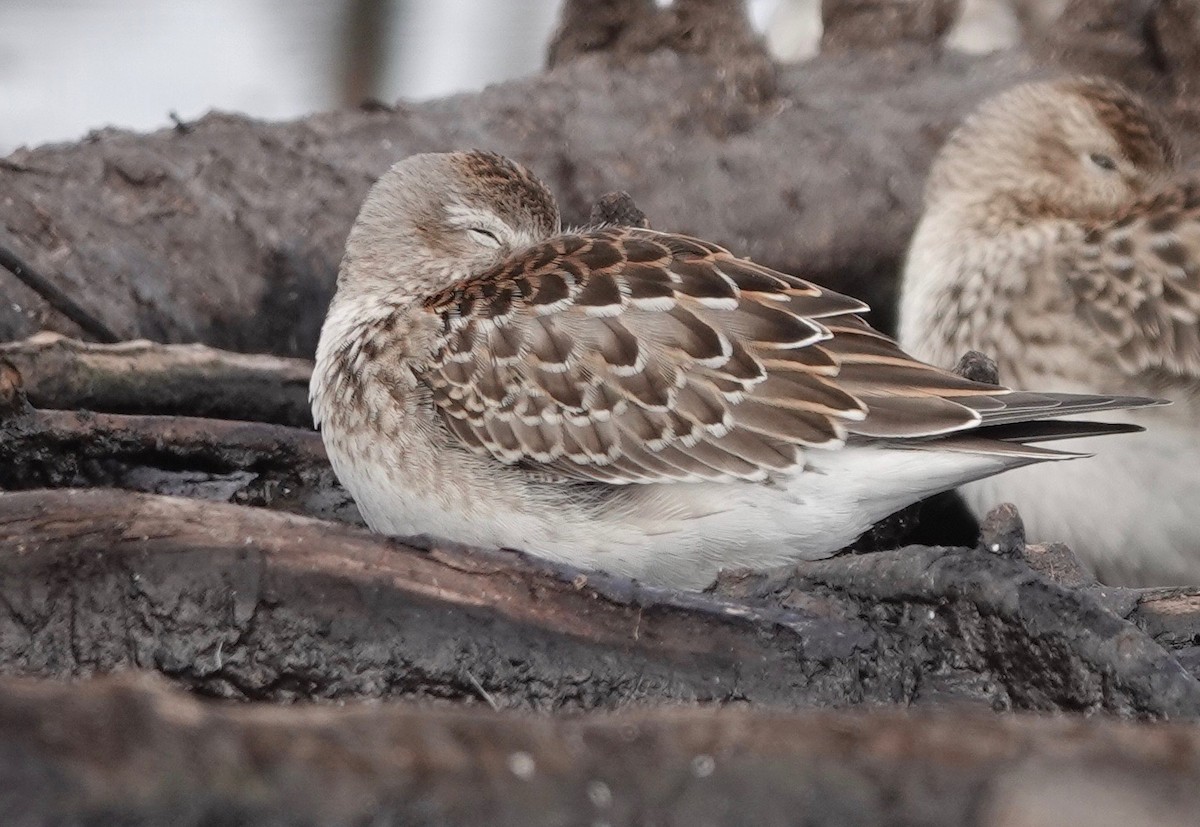 White-rumped Sandpiper - ML609111513