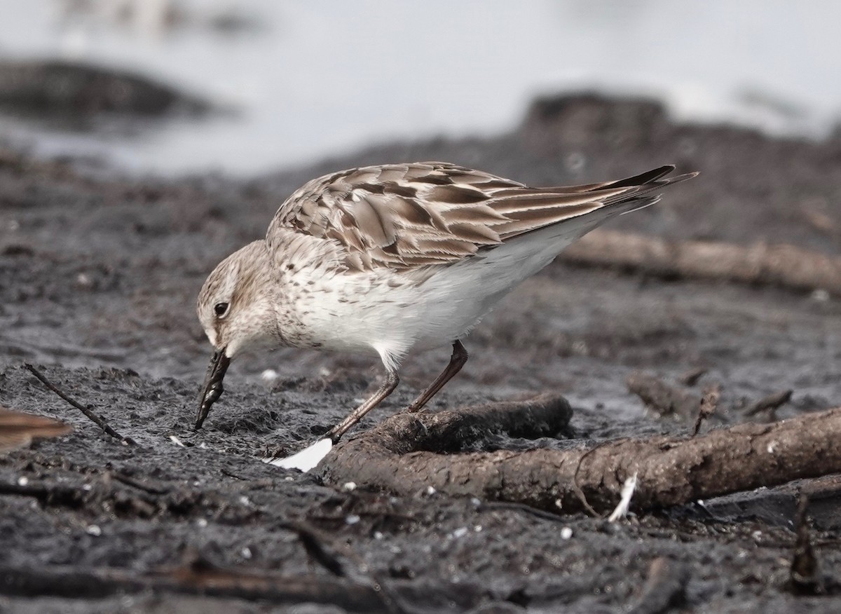 White-rumped Sandpiper - ML609111521