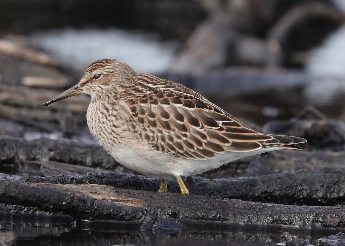 Pectoral Sandpiper - ML609111525