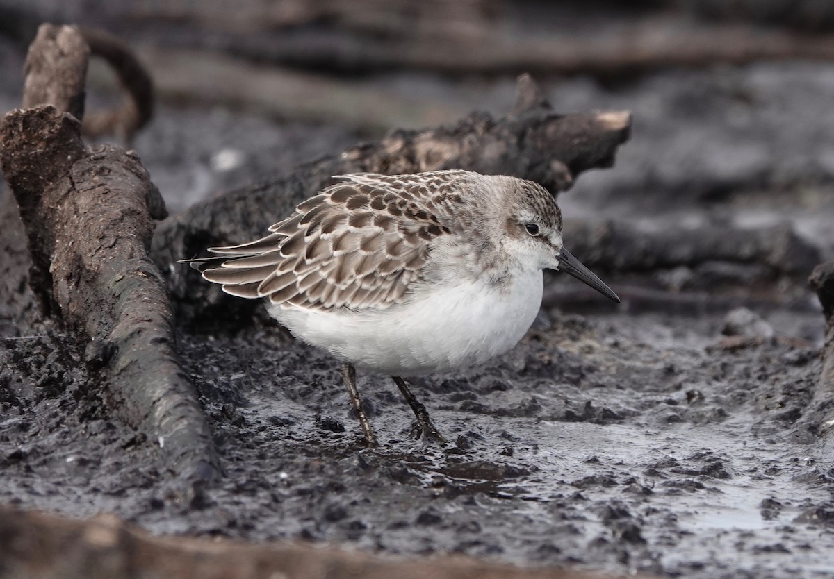 Semipalmated Sandpiper - Mike Cadman