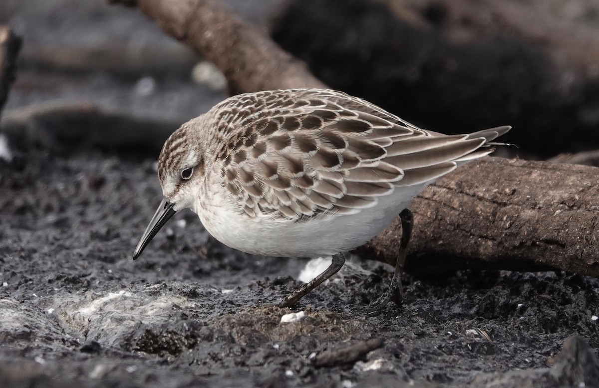 Semipalmated Sandpiper - ML609111534