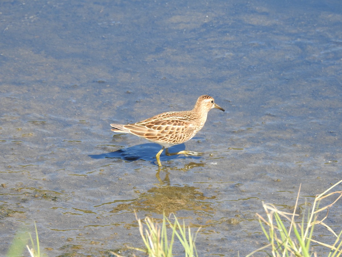 Pectoral Sandpiper - ML609111582