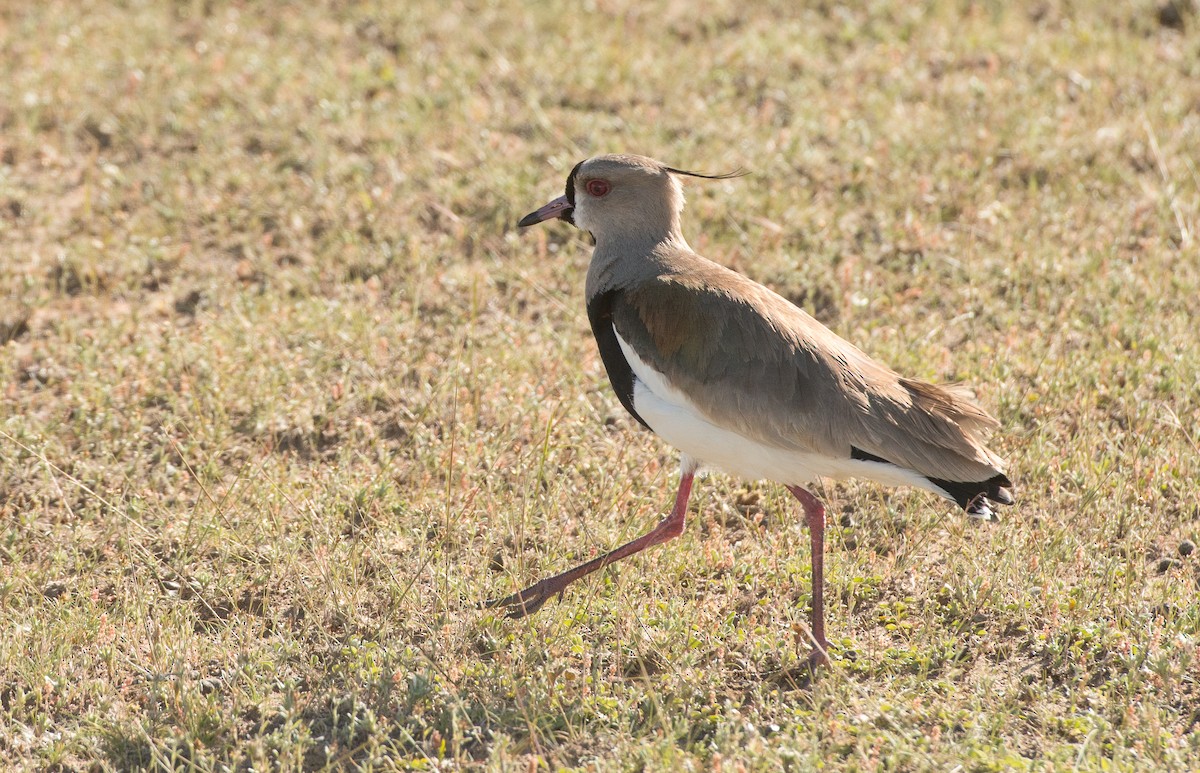 Southern Lapwing - ML609111640