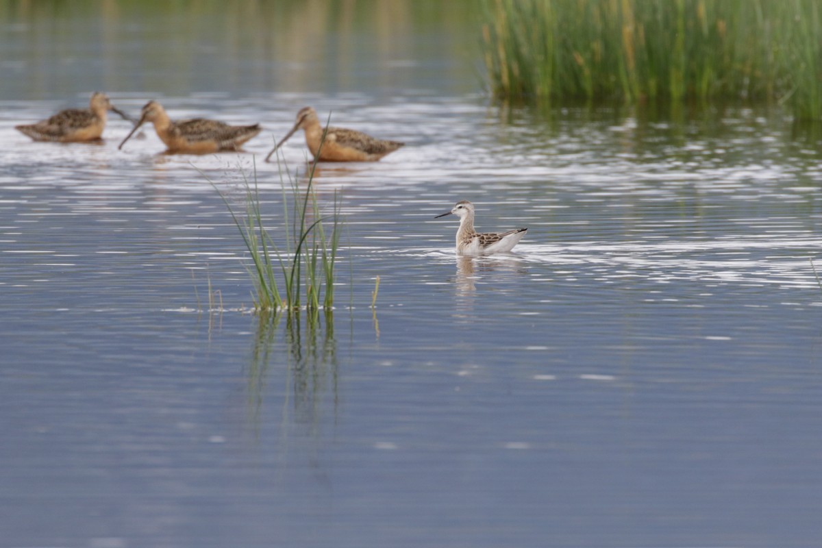 Phalarope de Wilson - ML609111669