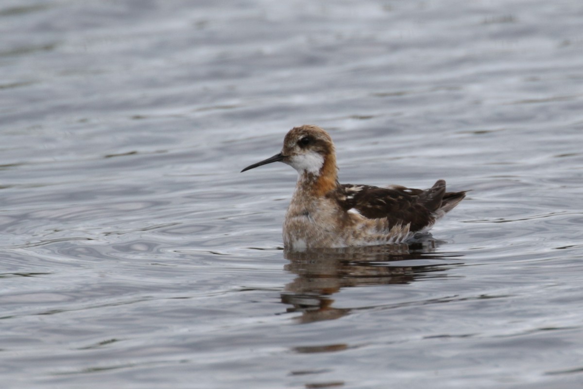 Red-necked Phalarope - ML609111706