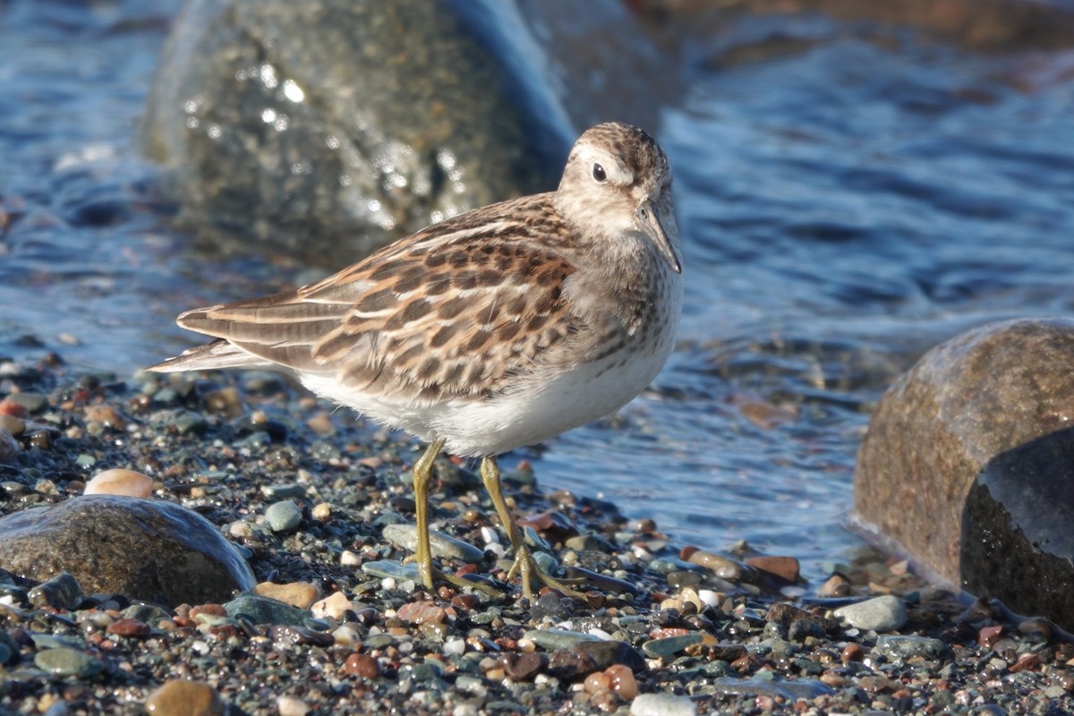 Least Sandpiper - ML609111729