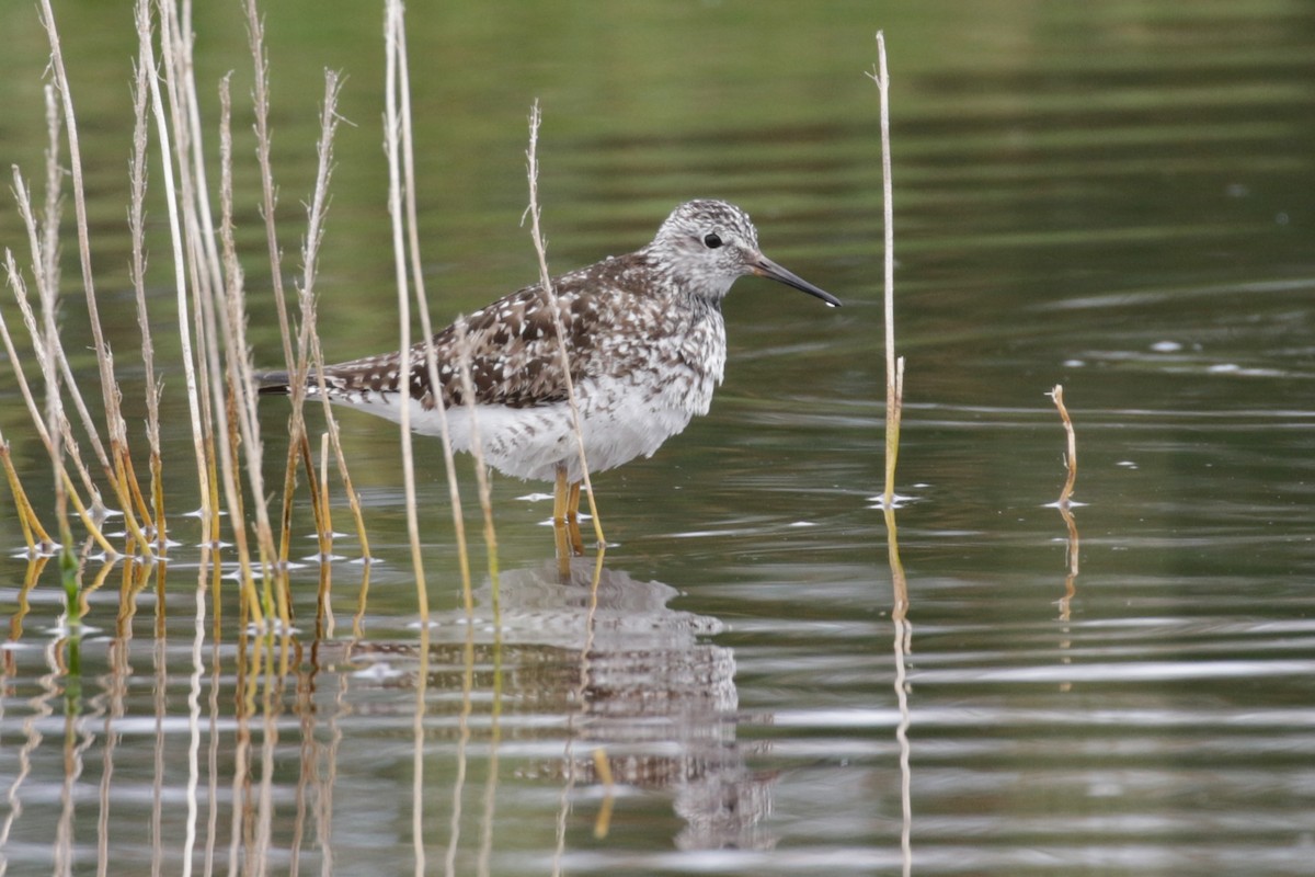 Lesser Yellowlegs - ML609111770