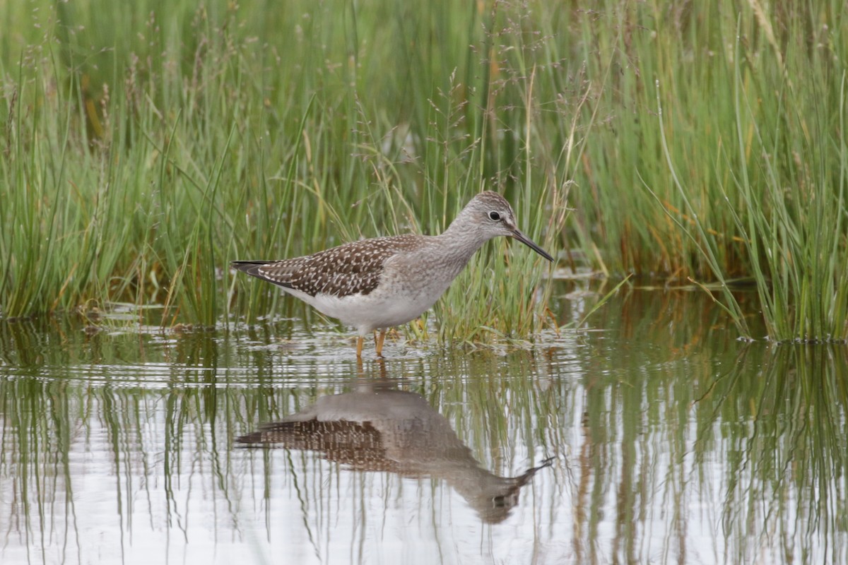 Lesser Yellowlegs - ML609111786