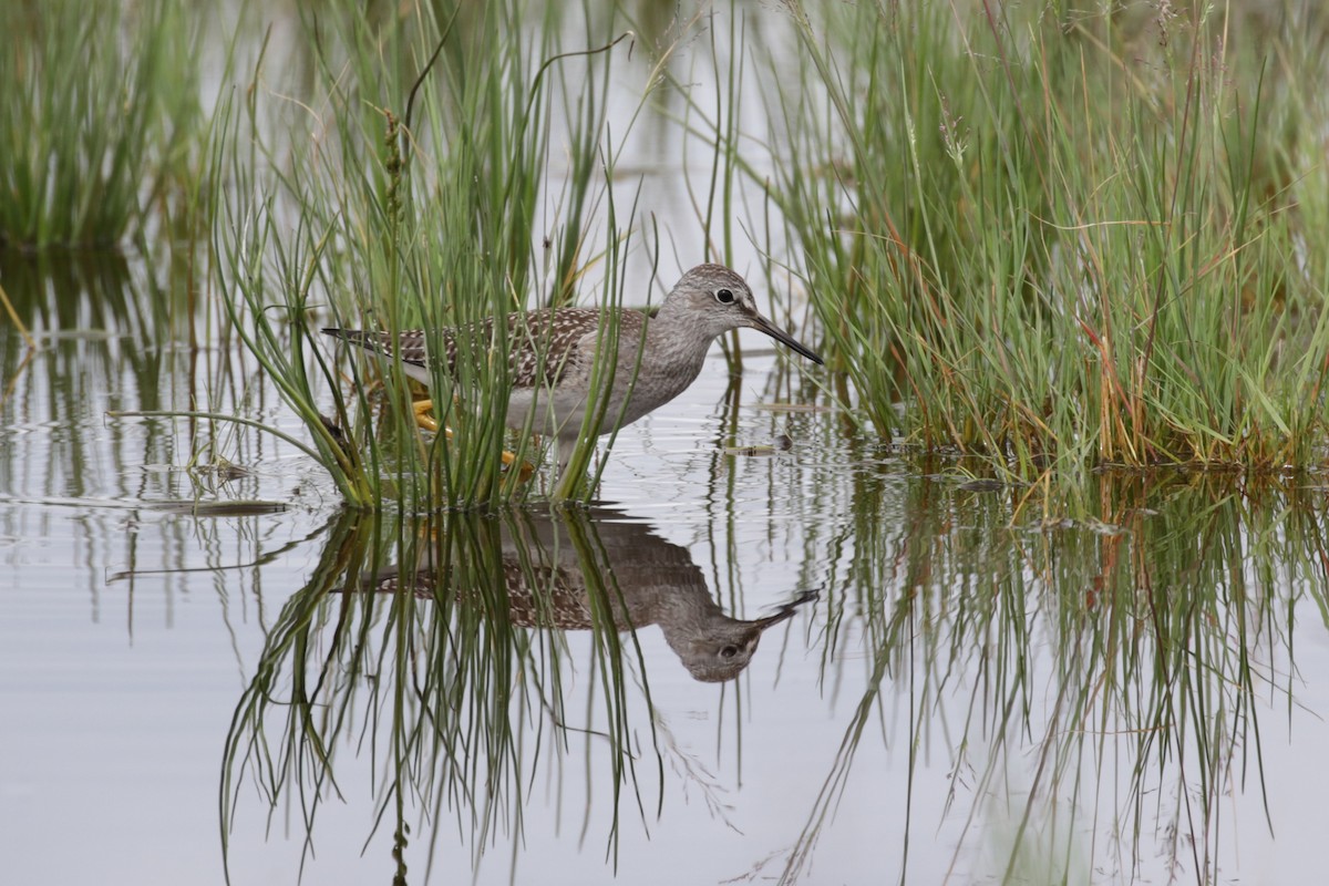 Lesser Yellowlegs - ML609111788