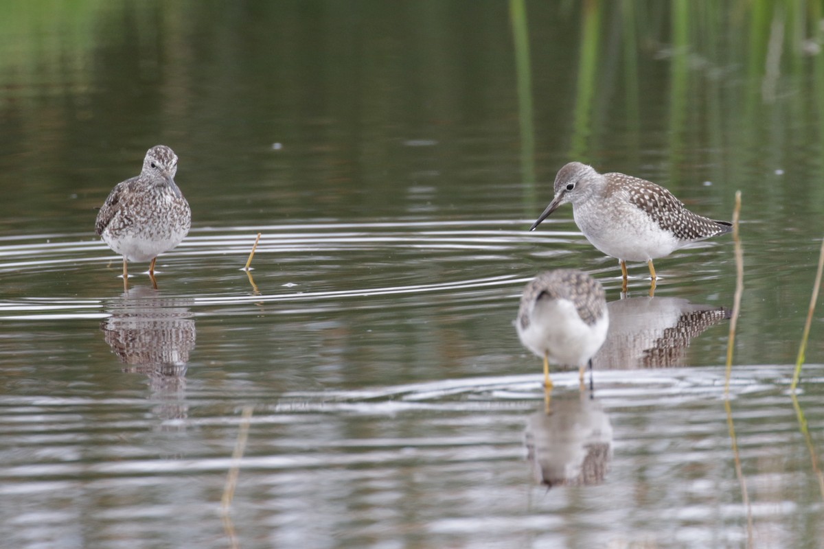 Lesser Yellowlegs - ML609111804