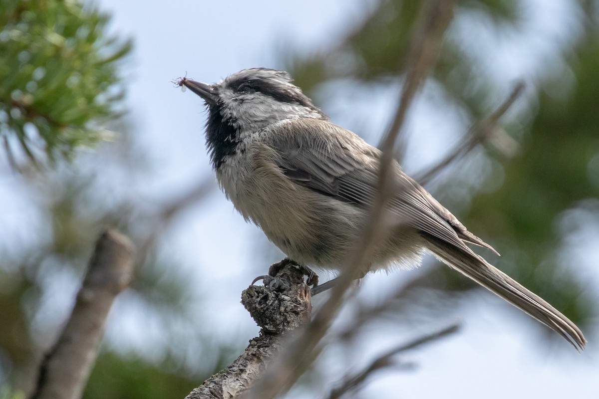 Mésange de Gambel - ML609111833