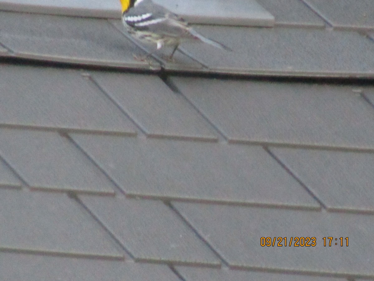 Yellow-throated Warbler - ML609111841