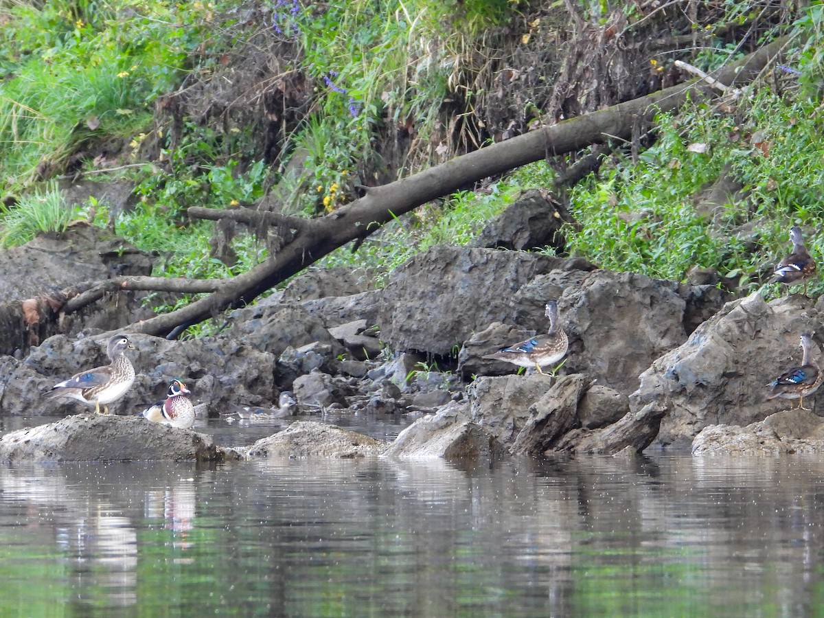 Wood Duck - ML609111883