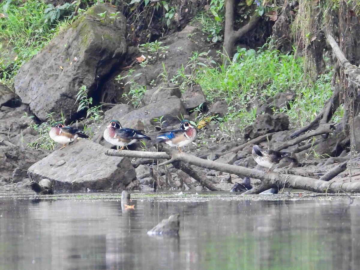 Wood Duck - ML609111909