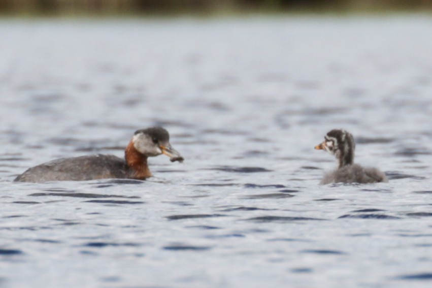 Red-necked Grebe - ML609111915
