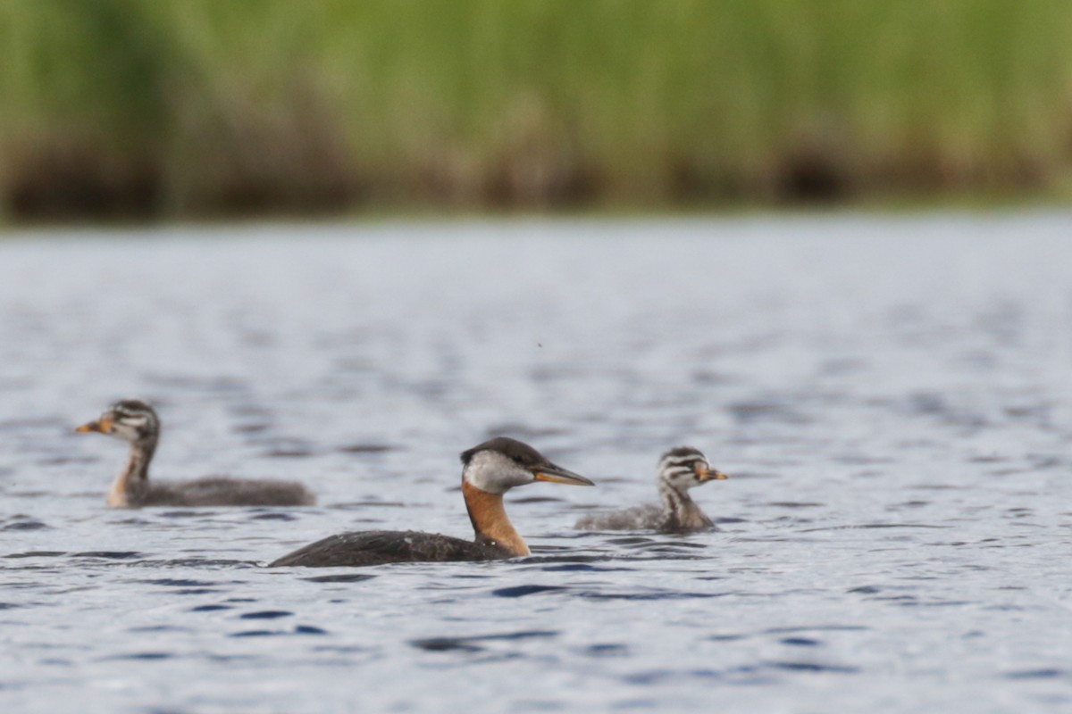 Red-necked Grebe - ML609111917
