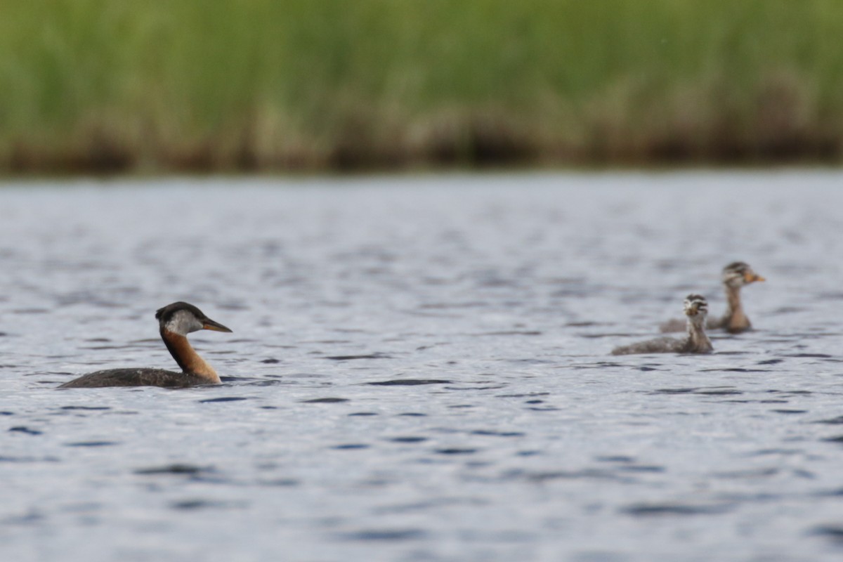 Red-necked Grebe - ML609111920