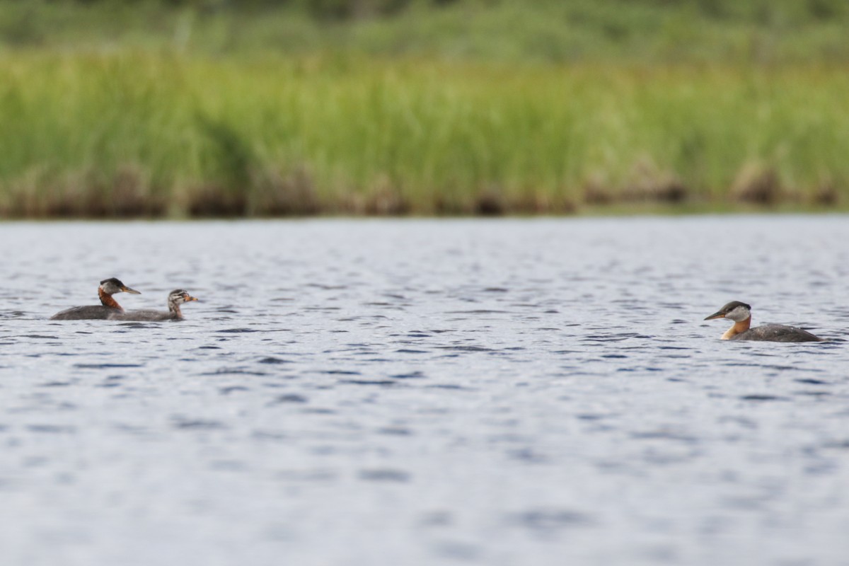Red-necked Grebe - ML609111922