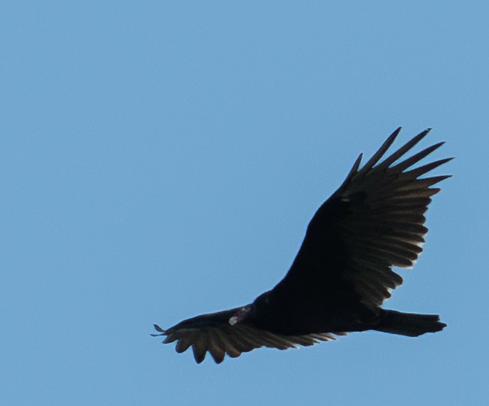 Turkey Vulture - ML609111930