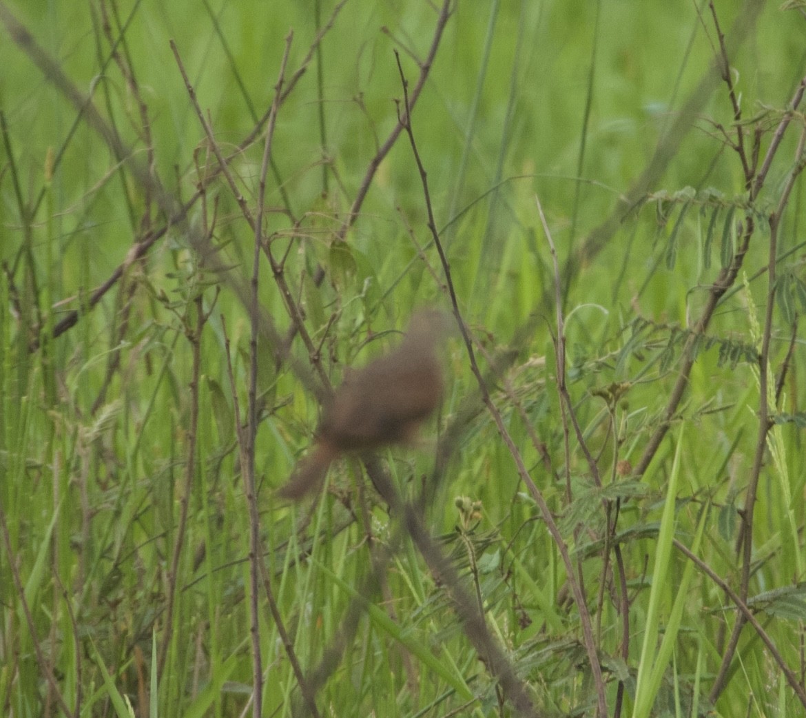 Ruddy Ground Dove - ML609111932