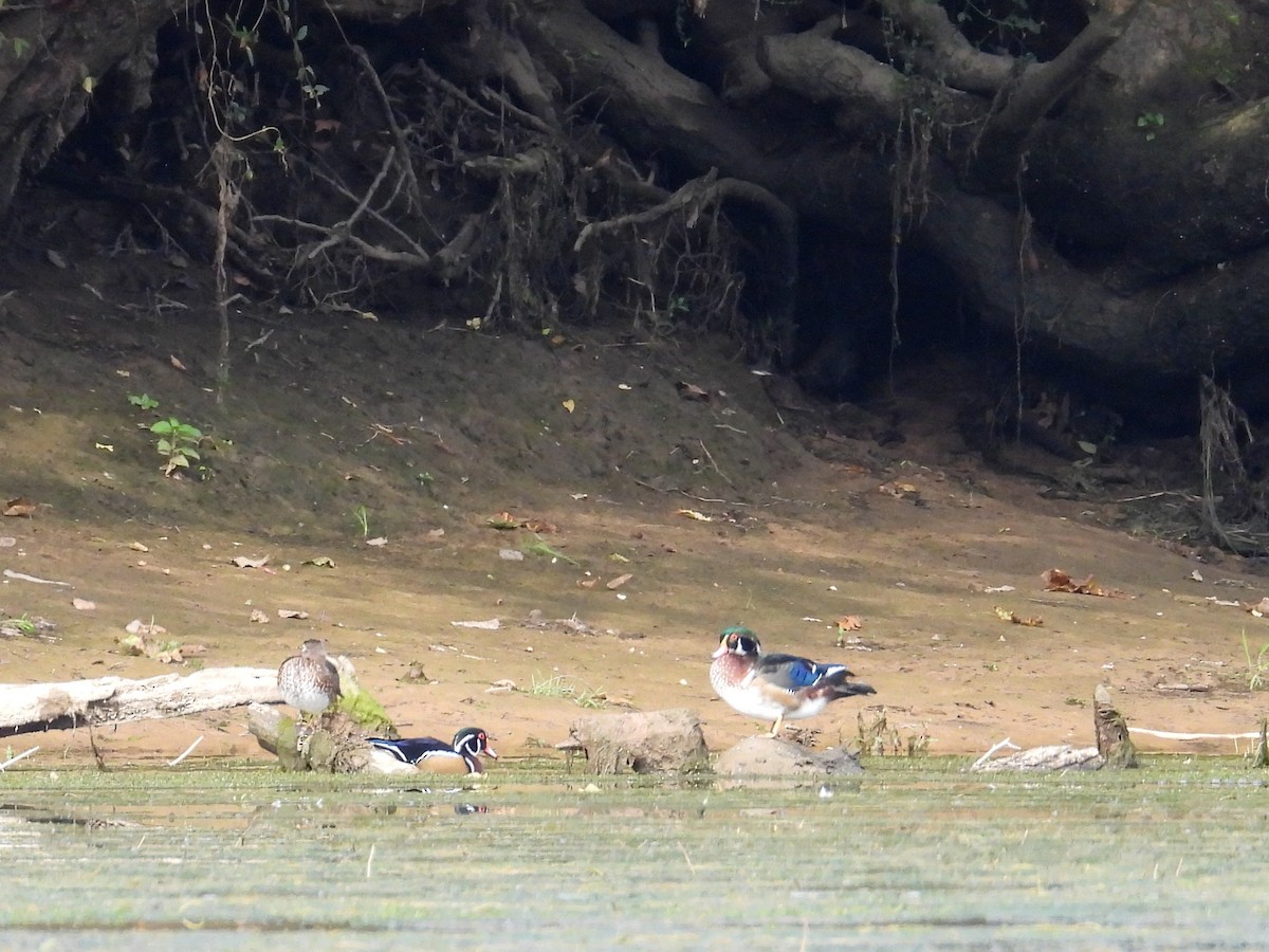 Wood Duck - ML609111953