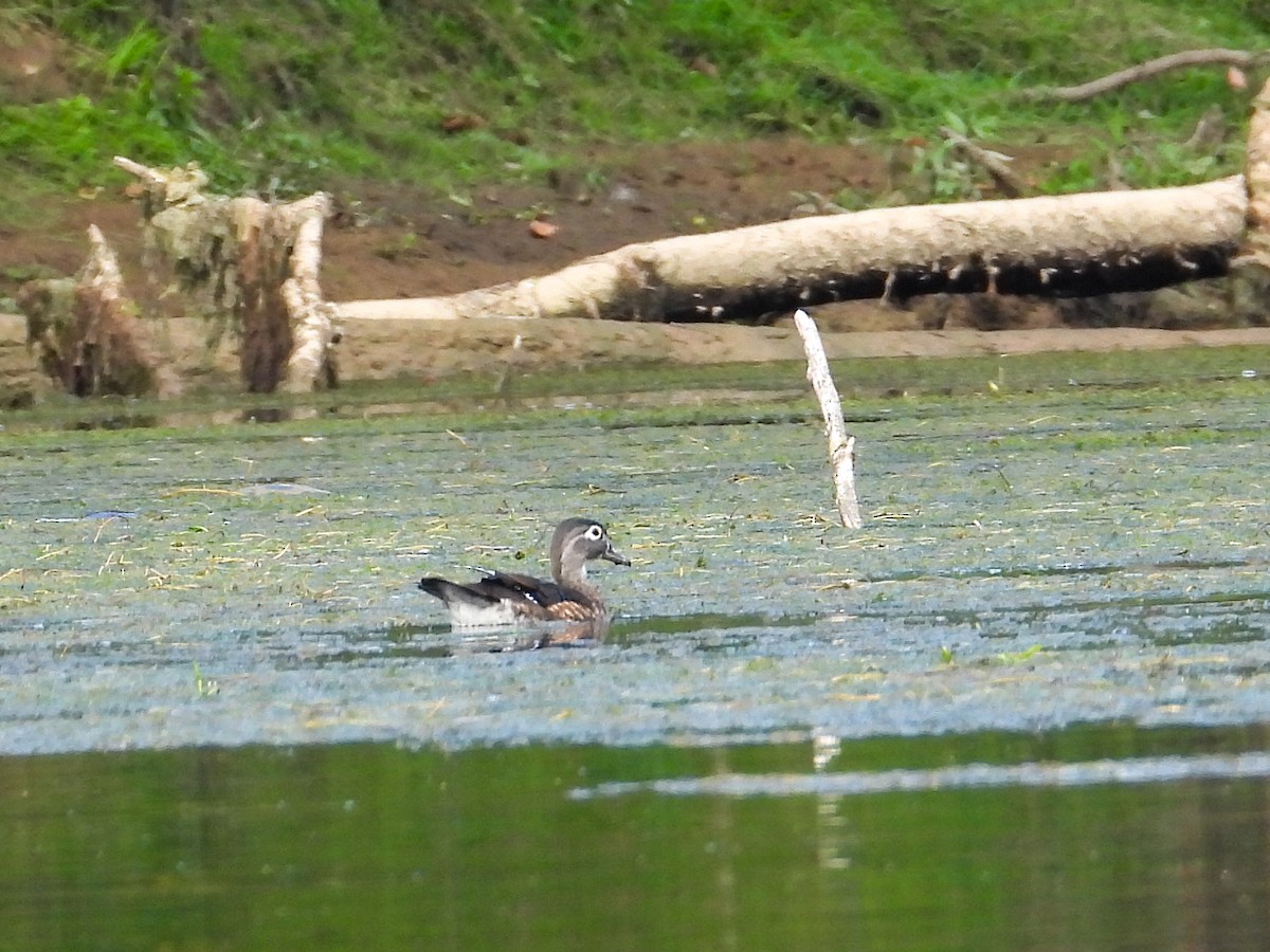 Wood Duck - ML609111956