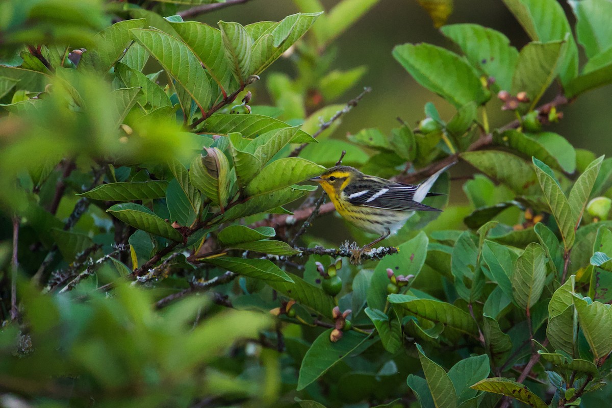 Blackburnian Warbler - ML609111964