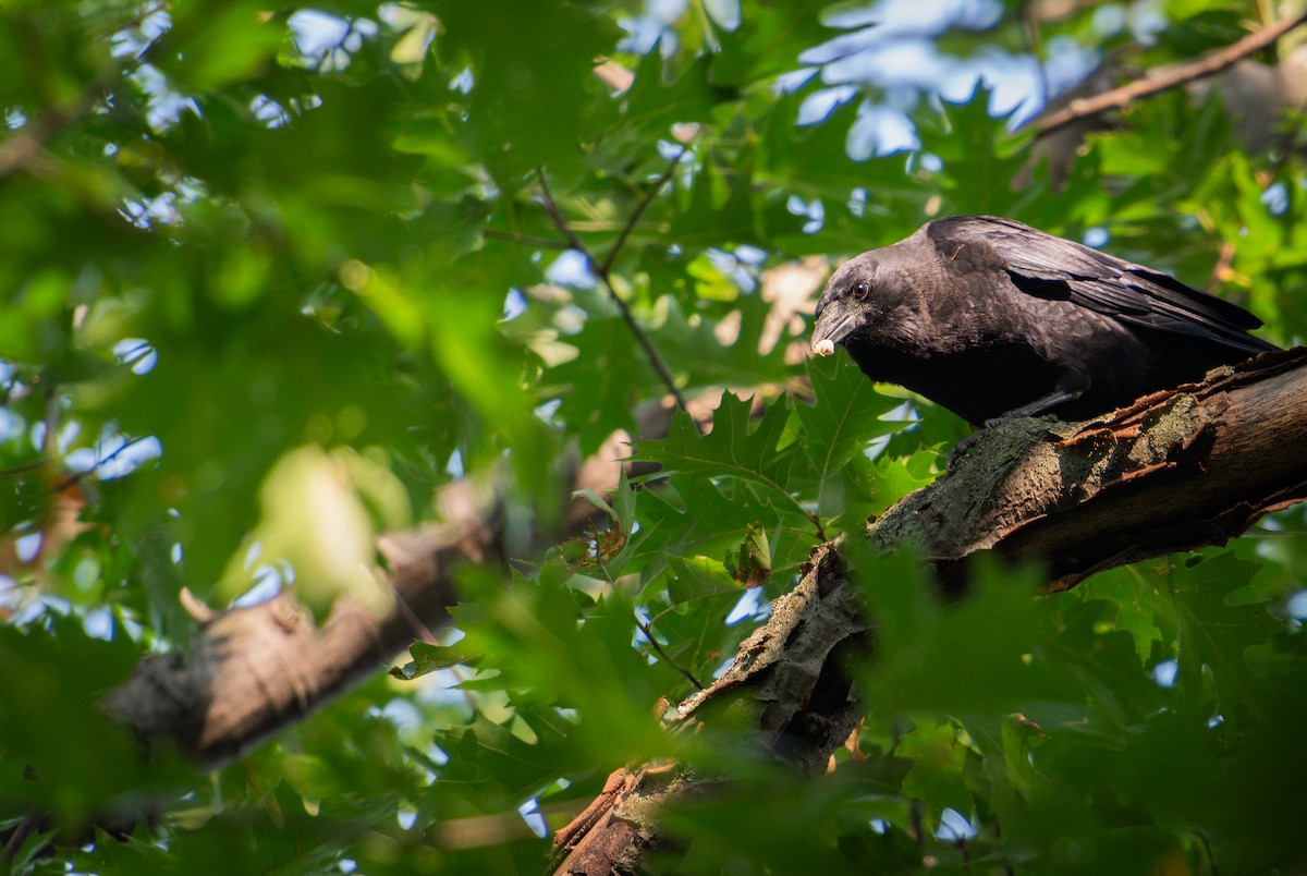 American Crow - ML609111971