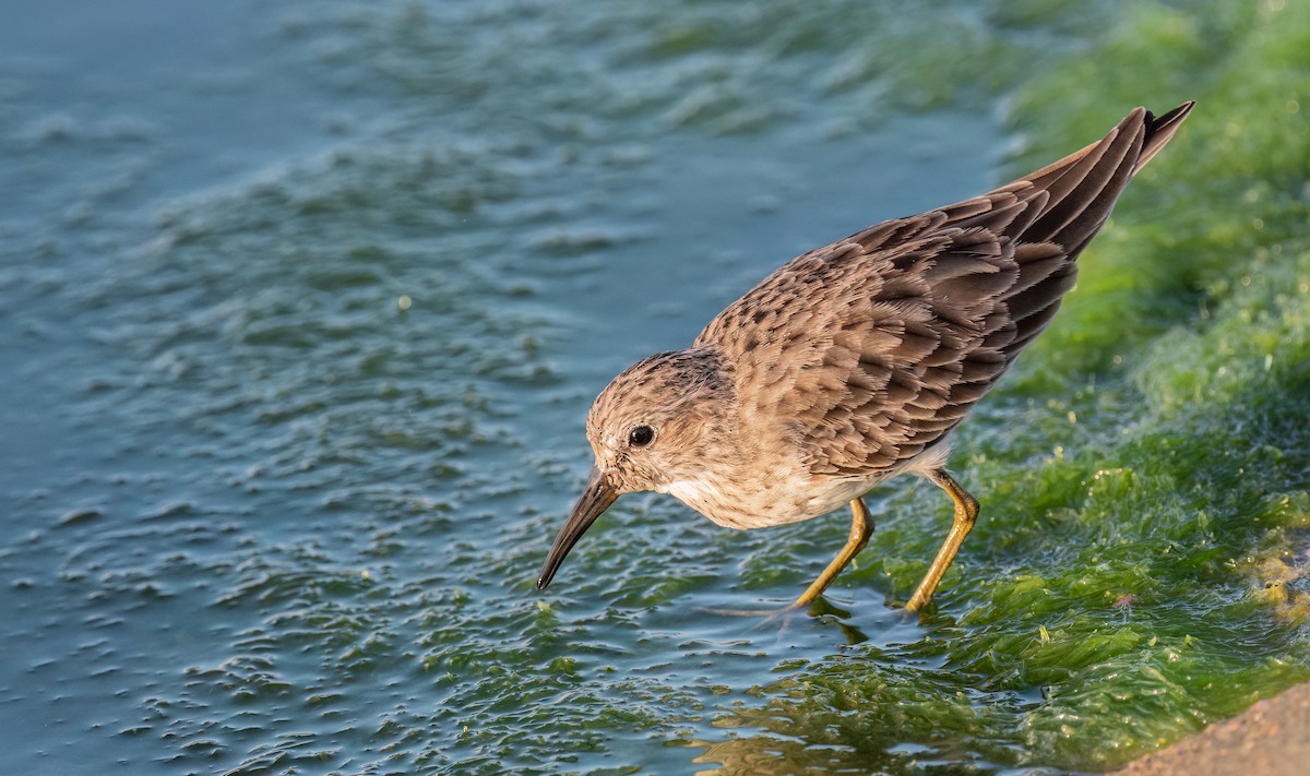 Least Sandpiper - ML609112031