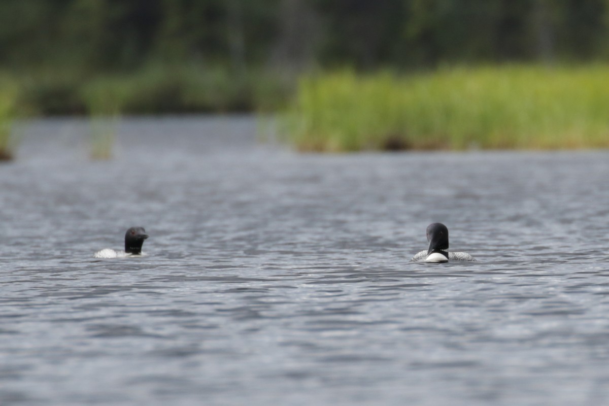 Common Loon - ML609112038