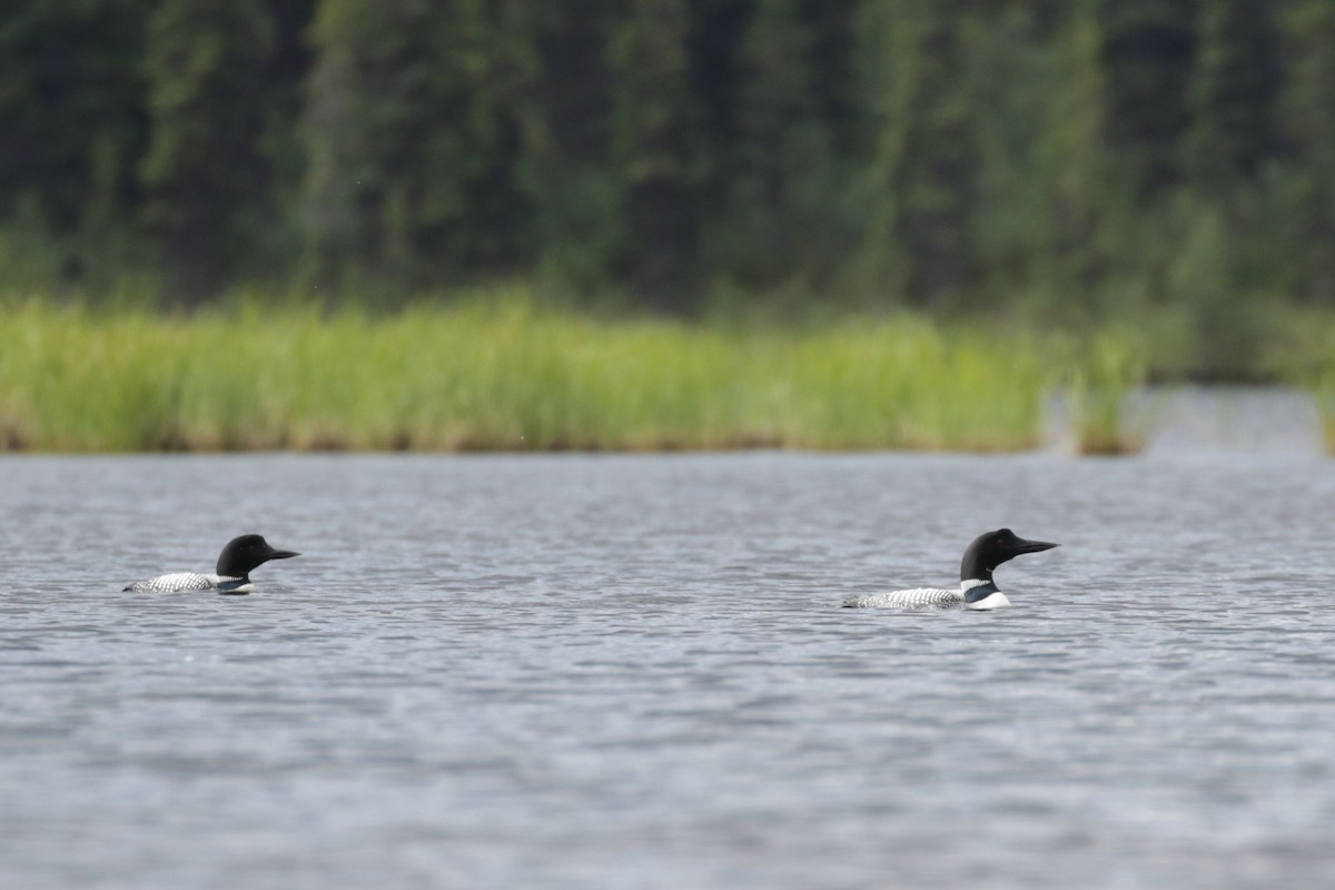 Common Loon - Pam Sinclair