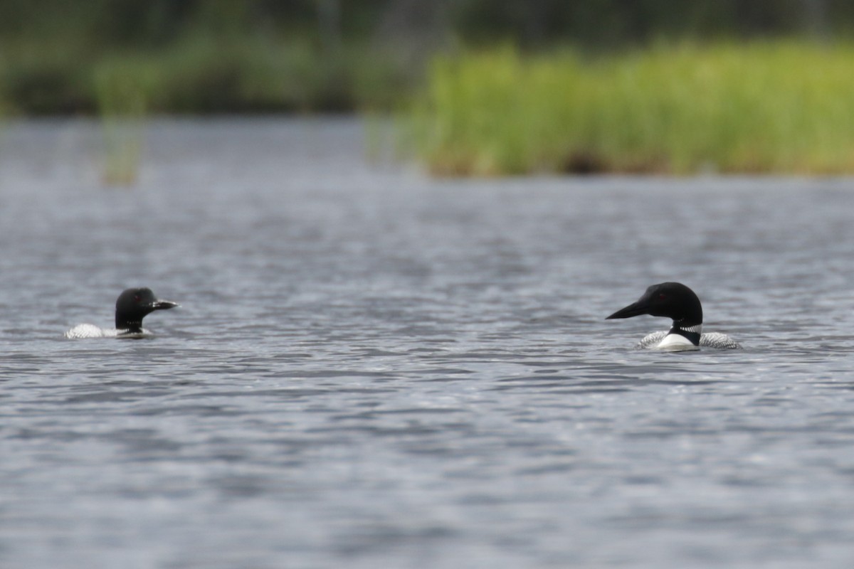 Common Loon - ML609112040