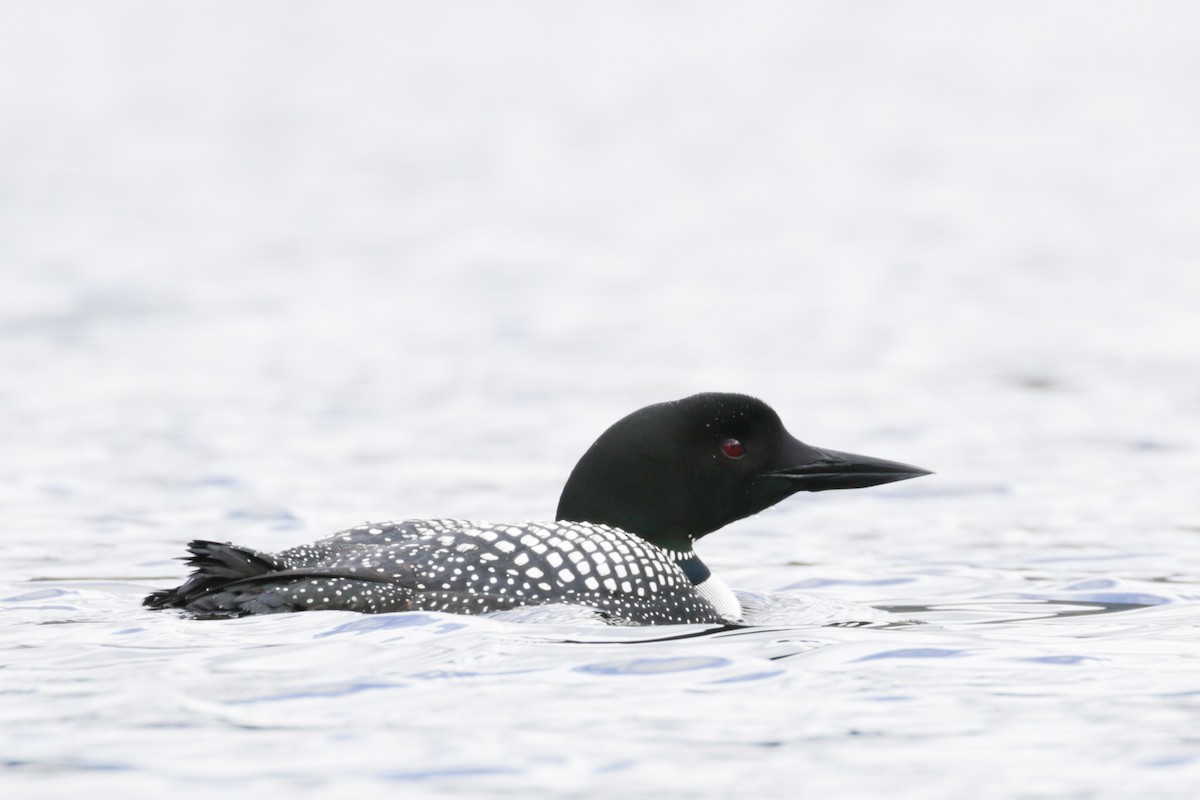 Common Loon - ML609112062