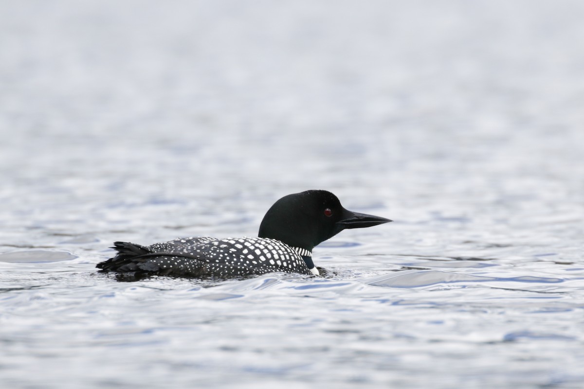 Common Loon - ML609112064