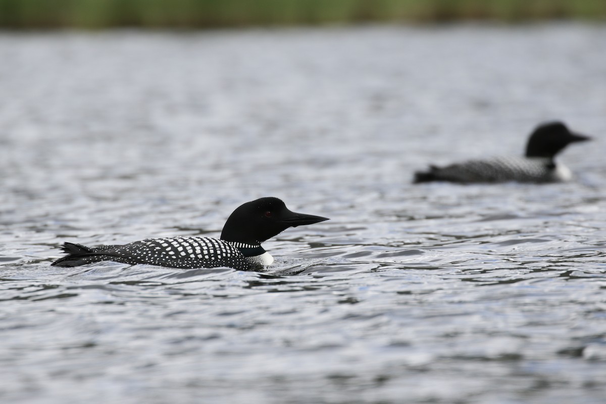 Common Loon - ML609112065