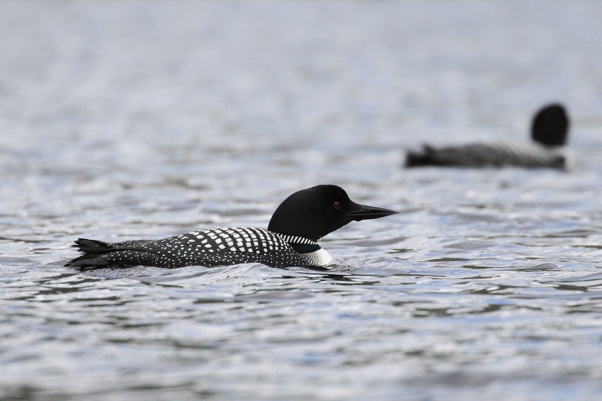 Common Loon - Pam Sinclair