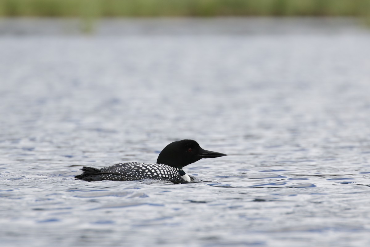 Common Loon - ML609112067