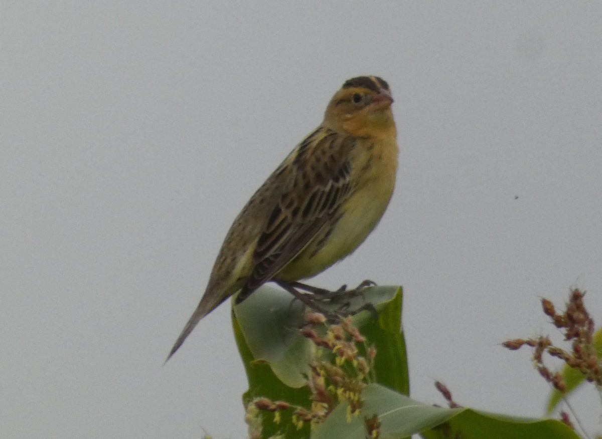 bobolink - ML609112134