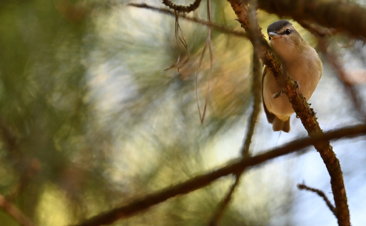 Kızıl Gözlü Vireo - ML609112264